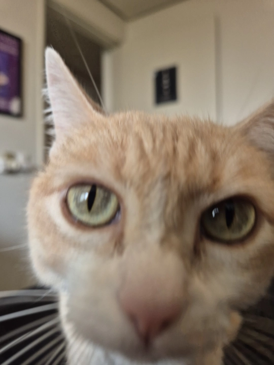 A picture of Berenice (a female orange cat)