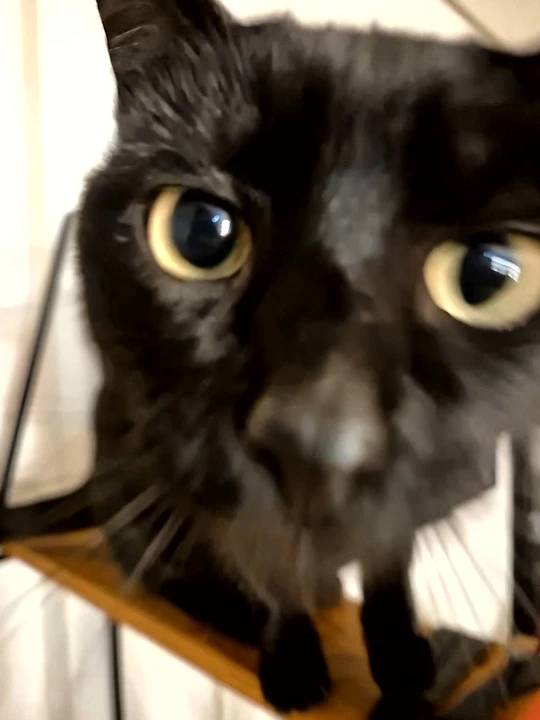 A picture of Elodie (a female black cat)