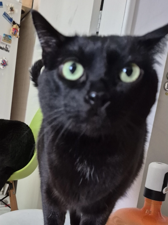 A picture of Sabrina (a female black cat)
